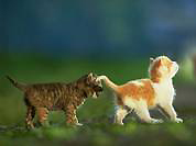 Kitten and adult cat care, caring for kittens and cats, including shots and vaccinations, diseases, cat toilet training