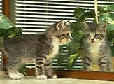 milford ct vet,veterinarian milford connecticut,veterinary care,animal hospital,animal clinic,pet doctor,animal doctor,milford,connecticut,companion animal hospital milford,veterinary examinations,exams,pet immunizations,veterinary dentistry,veterinary surgery,emergency veterinary care,dog,cat,dogs,cats,pets,pet shots,special diets,pet foods,kenneth preli,stratford,west haven,new haven,orange,derby,ansonia,shelton