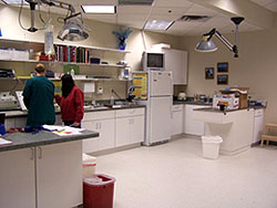 The treatment area of Companion Veterinary Hospital of Milford CT, a facility for comprehensive veterinarian services located in Milford Connecticut but serving pets and pet owners in need of an animal doctor or animal hospital throughout Fairfield County and New Haven County Connecticut